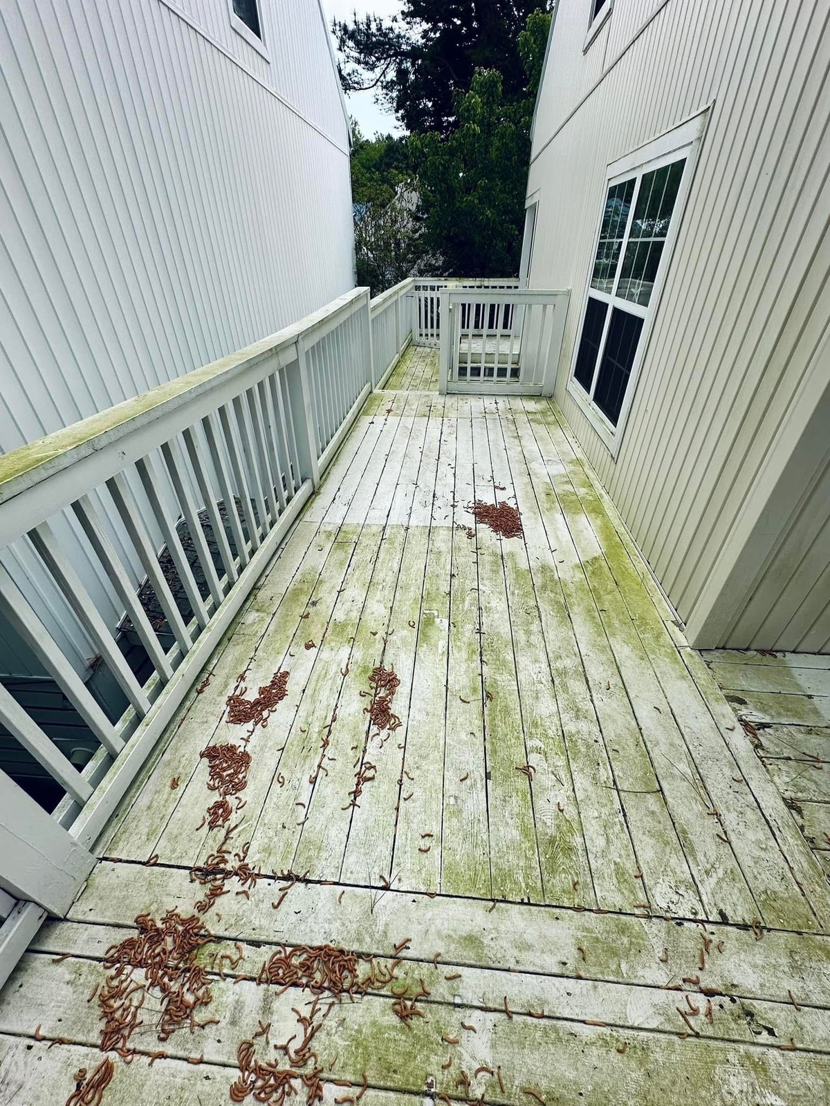 Bethany Beach deck stairs after solid stain application
